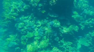Красное море. Под водой в районе о Тиран.