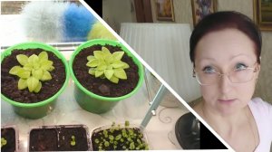 Начало марта 2026 года. Рассаживаю петунии, посеянные в ноябре. Алискины сны. Пикирую петунии.