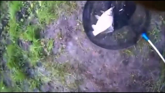 ✔Вот такая дурында попалась🎣✔