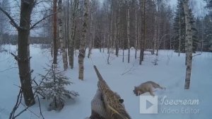 охотимся на ВОЛКА по его же принципу(окружили хищников и ликвидировали)