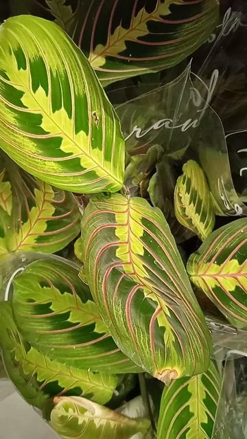 Маранта: что не любит комнатный цветок