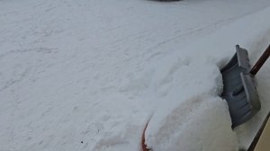 ❤️Бычковский пришёл с миской, и все остальные потихоньку подтянулись к харчевне Три кота и Гости.