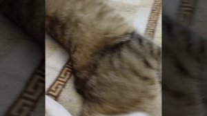 вот на сколько кошки любят валерьянку