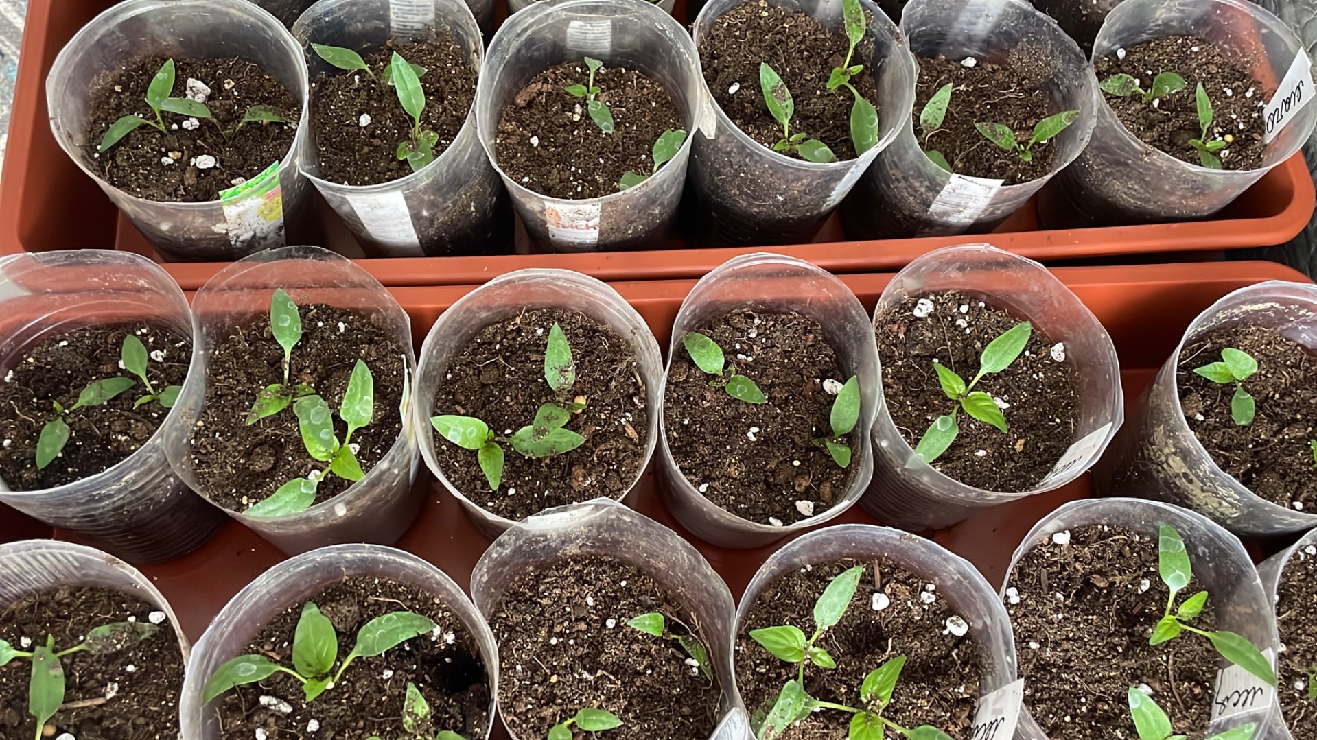 Пикируем сладкие перцы по 2 растения в один стакан. Обзор перцев, на которых тестирую удобрения.