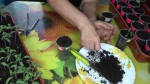 ПОСЕВЫ 2026-45. Пикировка томатов. Показываю и рассказываю ОЧЕНЬ ПОДРОБНО!