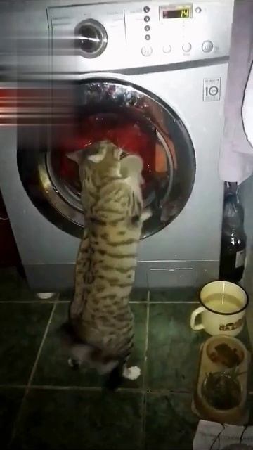 Самая лучшая прачка