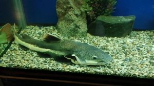 Выставка рыб в Брянске.