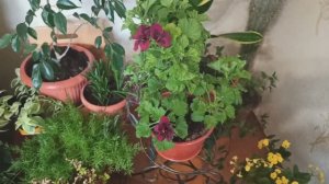 Обзор уголка с комнатными цветами!