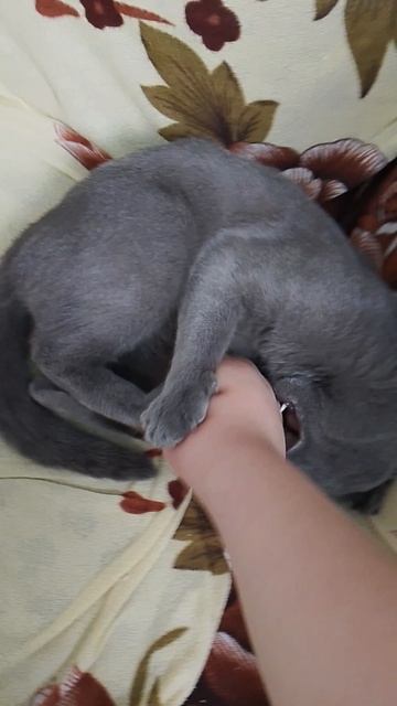 играю с котиком