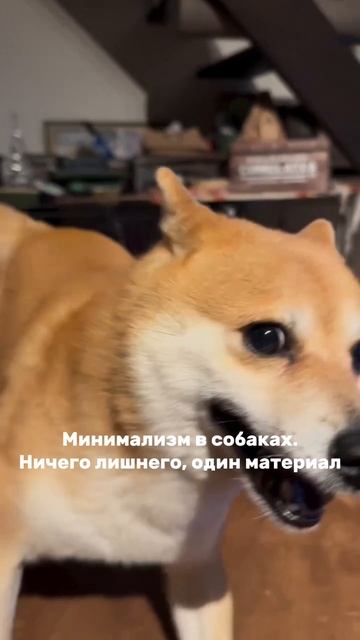 Через животных Вселенная разговаривает с нами.