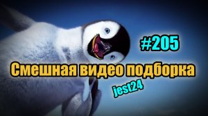 Смешная видео подборка #205