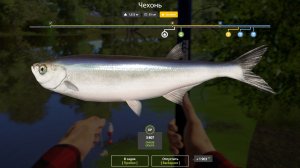 ВТОРОЙ ТРОФЕЙ ЧЕХОНИ!!!СЕВЕРСКИЙ ДОНЕЦ - РУССКАЯ РЫБАЛКА 4