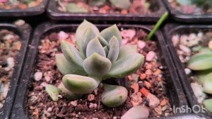 Обзор суккулентных полей🤭 Часть 1🌵🌵🌵#суккуленты