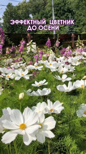 Беспроигрышное сочетание растений для цветника : наперстянка + космея + клеома