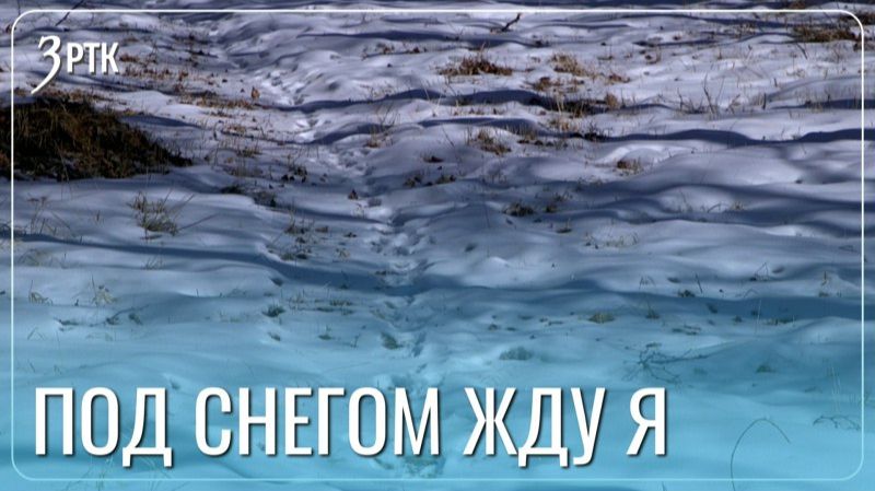 Забайкальские клещи в предвкушении оттепели