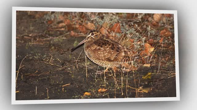 Чаепитие с кабанами и вальдшнепом.