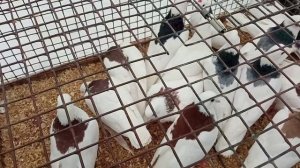 VID_20260301_085834.mp4