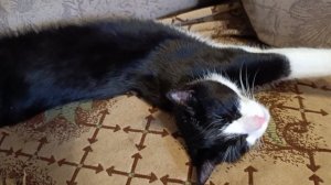 Мухаморина