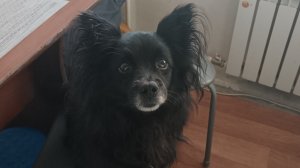 Стрим катлетки и беляша