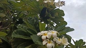 Парк Мамзар!Под такими "Ромашками" есть бесплатный интернет!