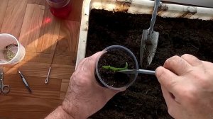 Рассада, 6 марта.