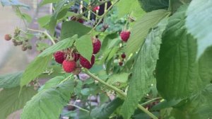 К чему приводят слишком запущенные посадки малины.