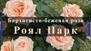 Бархатисто-бежевая роза Роял Парк