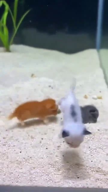 Не такой ветки эволюционного развития мы ожидали