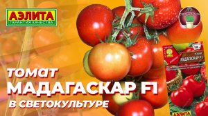 Томат МАДАГАСКАР F1 в СВЕТОКУЛЬТУРЕ