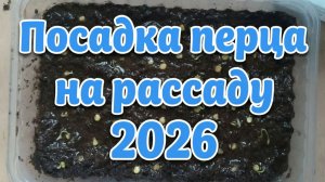Посадка перца на рассаду 2026