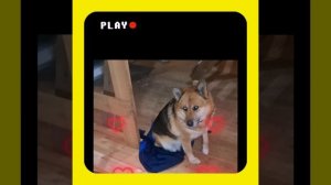 1000050588.mp4 (Собака наблюдает за устройством лестницы на 2-ой этаж в доме А-фрейм)