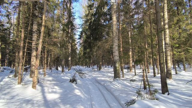Солнечный день в зимнем лесу. ч.6. Март 2026 смотреть онлайн