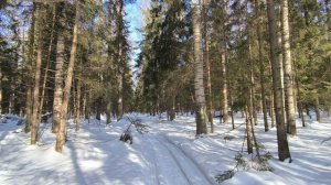 Солнечный день в зимнем лесу. ч.6. Март 2026