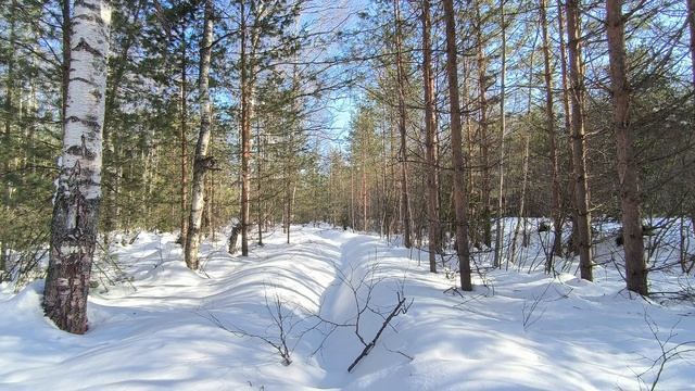 Солнечный день в зимнем лесу. ч.3. март 2026 смотреть онлайн