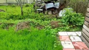 30-Кошка Муся ловит мышей.. и халявная мульча.29.05.22.