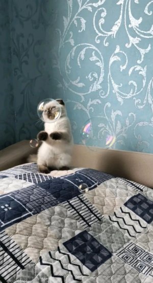 Пол - это ЛАВА