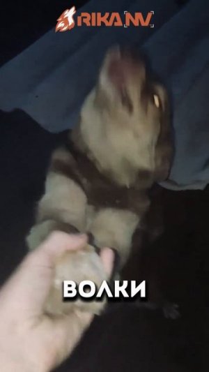 Называется оно: RikaNV познавательный: Монстры со светящимися глазами - правда или миф?