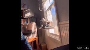 Веселые котики и не только