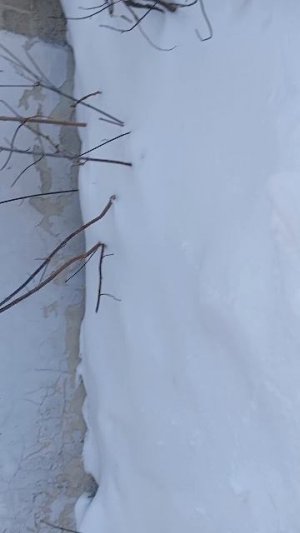 прогулка чек