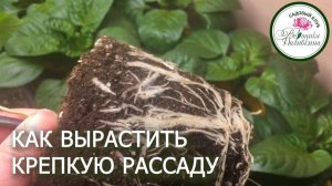 Сильная рассада без особых затрат