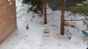 зоопарк ждёт завтрак