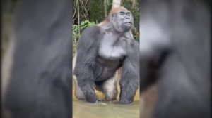 #смешныевидео -1110