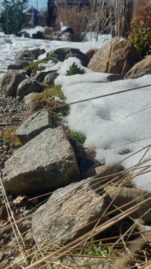 Почвопокровные растения просыпаются🌤❄️🌱#shorts