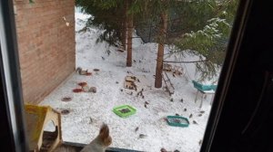 дружно кушают белки