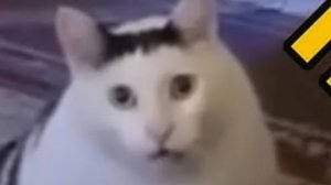 мемные коты