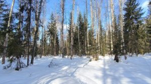 Солнечный день в зимнем лесу. ч.1. Март 2026