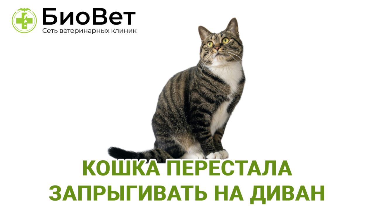 Кошка перестала запрыгивать на диван смотреть онлайн