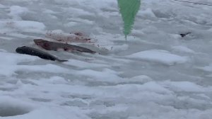 Поимки форели