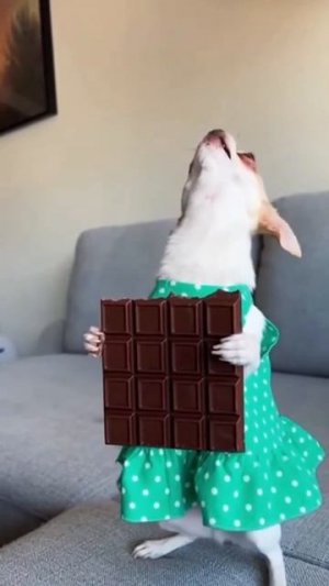 Мой любимый шоколад