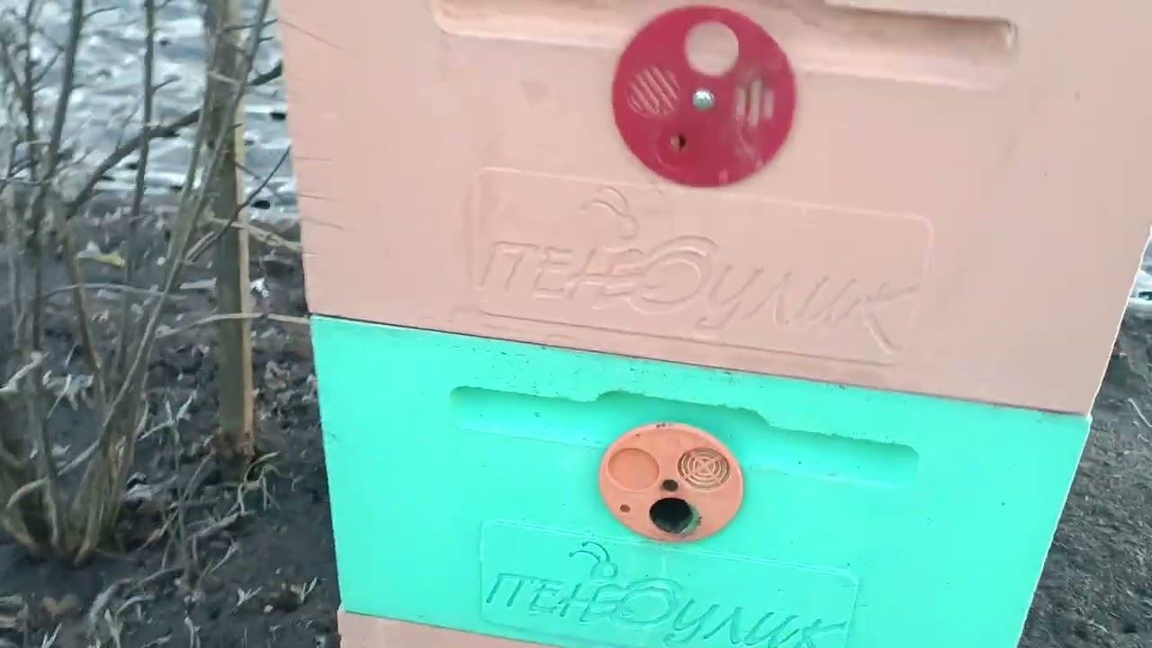 Птицы клюют ульи!